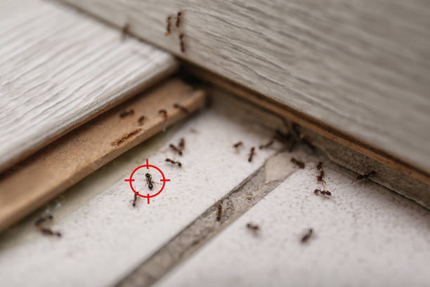 Pest Prevention Services in Alcoa, TN