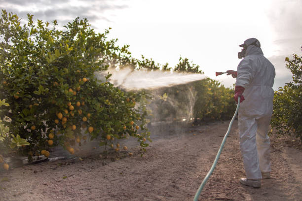 Best Bed Bug Extermination  in Alcoa, TN