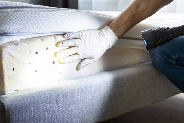 Best Termite Control Services  in Alcoa, TN