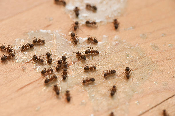 Best Affordable Exterminators  in Alcoa, TN