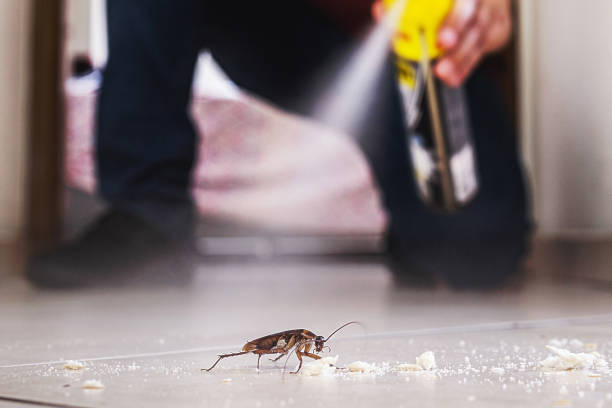 Best Pest Prevention Services  in Alcoa, TN