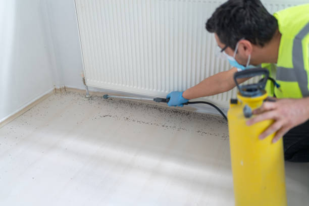 Best Wasp Removal Services  in Alcoa, TN